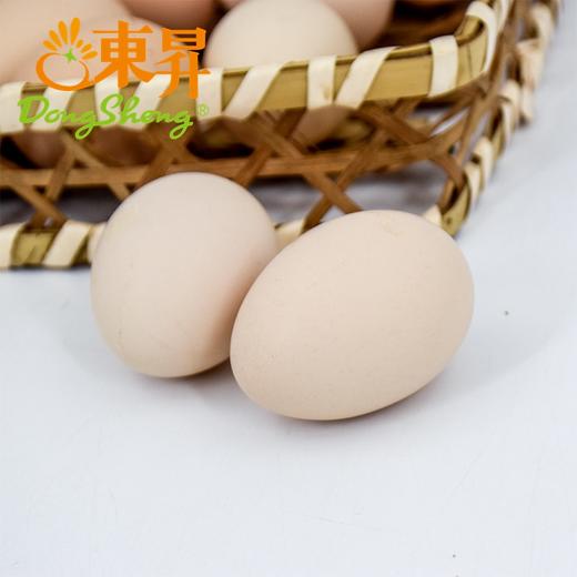 东升农场土鸡蛋  新鲜鸡蛋 30枚 中通包邮 商品图3