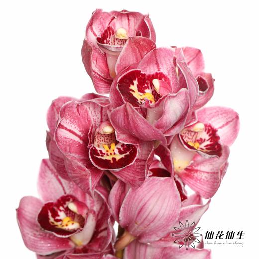 兰花 | 大花蕙兰双色粉 商品图5