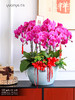 12支【富贵人生】蝴蝶兰 商品缩略图1