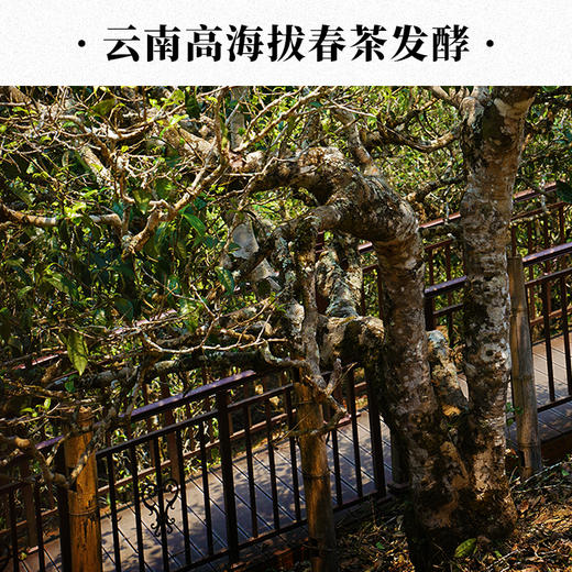 2023年一球天马古树宫廷小青柑250g*2罐 商品图3
