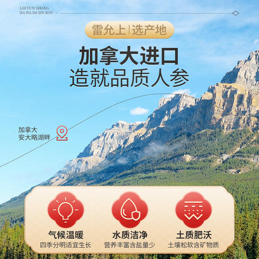 雷允上加拿大西洋参120g（30g*4瓶）/盒（2-3cm）  商品图5