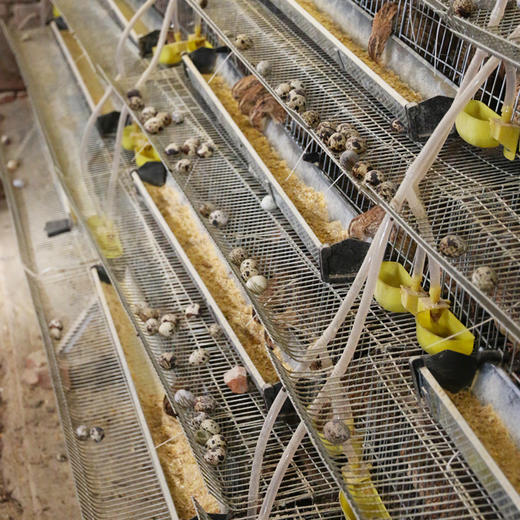 农家散养鹌鹑蛋 新鲜生鹌鹑蛋  杂粮喂养  当天现捡现发 30枚 商品图4