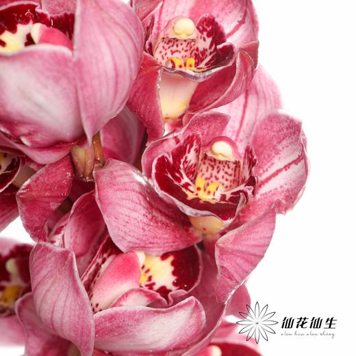 兰花 | 大花蕙兰双色粉 商品图6