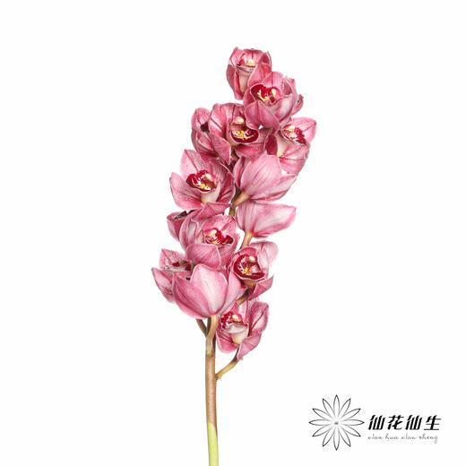 兰花 | 大花蕙兰双色粉 商品图1