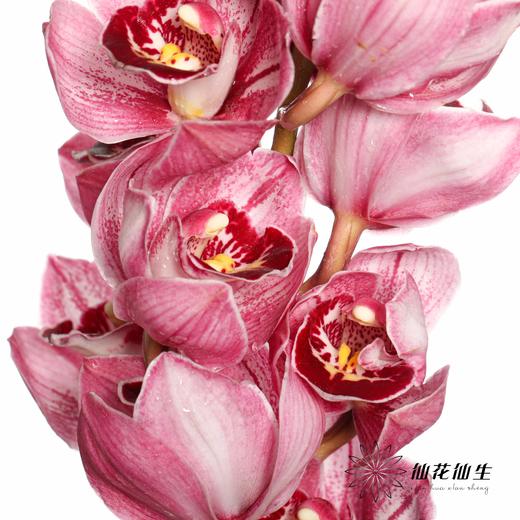 兰花 | 大花蕙兰双色粉 商品图2