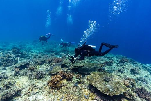 【度假村】菲律宾妈妈岛 Malapascua 潜水套餐 - Devocean Divers潜水套餐 商品图1
