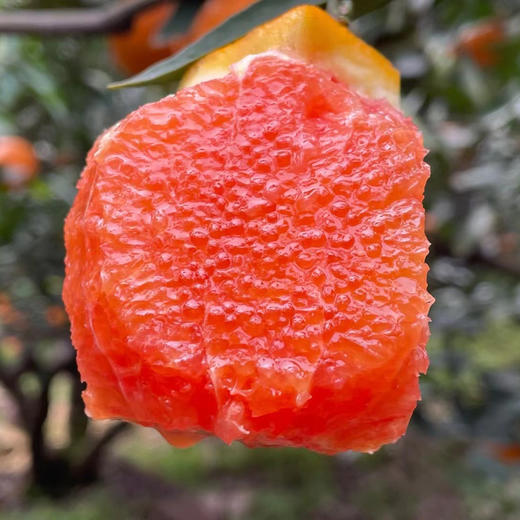 秭归中华红橙，晚熟60天！天然红色果肉，口感脆嫩化渣、一口难忘 商品图2