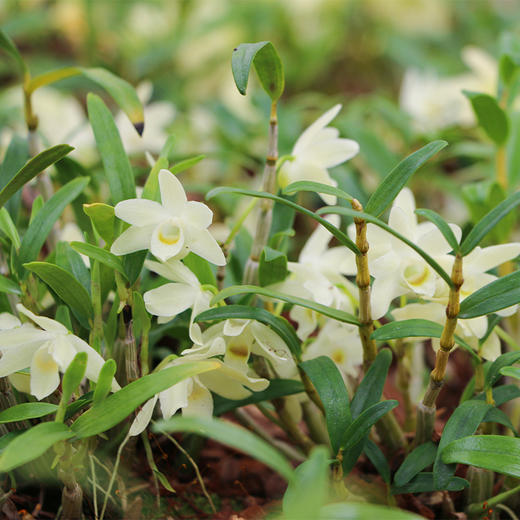 大益康堂 霍山米斛花礼盒装 20g 商品图2