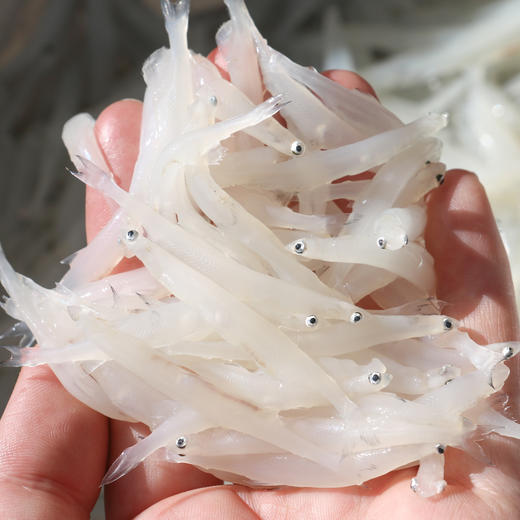 云南永胜 程海银鱼 商品图1