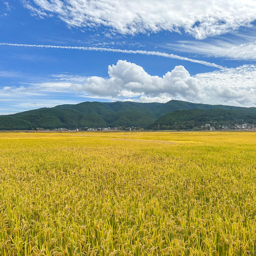 云南永胜 顺州慢香谷 商品图5