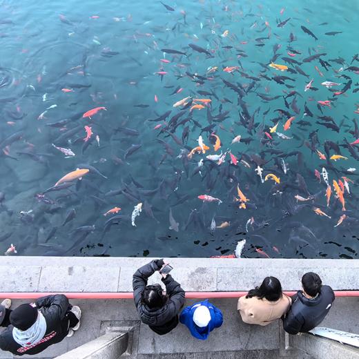 泉城济南 | 济南·趵突泉+五龙潭+李清照纪念堂·2.5小时大咖讲解【大咖说®】 商品图2