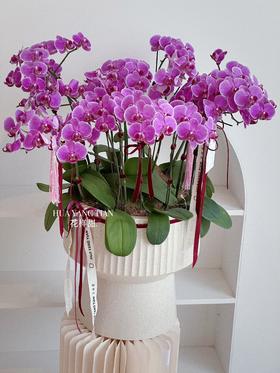 [ 律回春渐 ] 蝴蝶兰盆栽