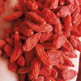 宁夏海原沙土地生态枸杞