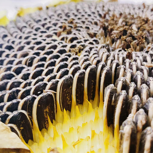 新疆原味瓜子（无添加） 商品图7