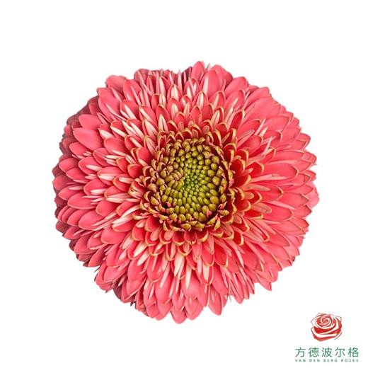 外购非洲菊-丘比特 10枝1扎 商品图0