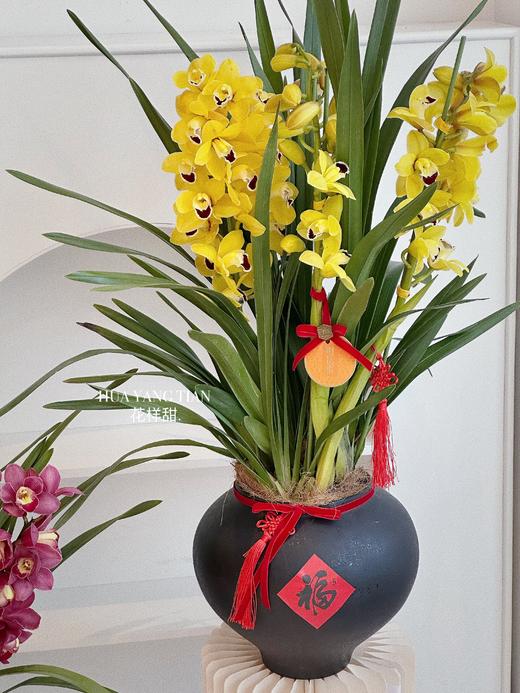 [ 金红福满 ] 大花惠兰盆栽 商品图4