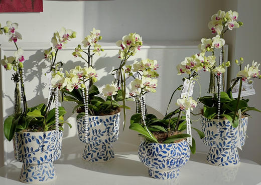 [ 风雅颂 ] 蝴蝶兰盆栽 商品图0