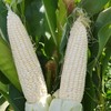 有机种植黑糯玉米/高叶酸玉米双拼丨农科院十年心血培育【2025年新玉米】 商品缩略图12