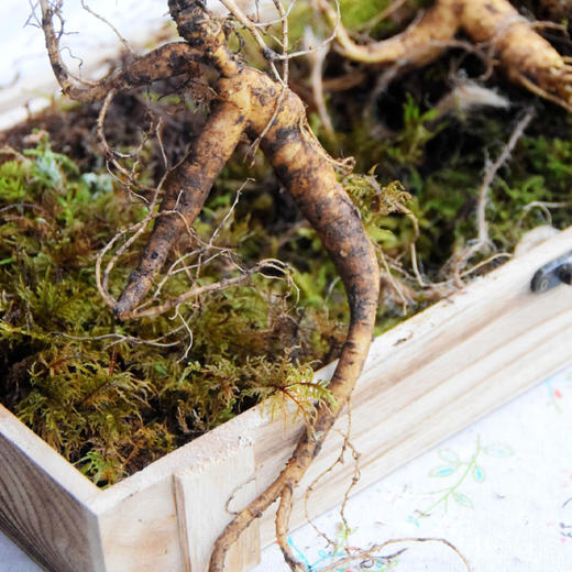 有机人参综合谷物粥（6碗/箱）/每碗有机人参添加≥1000mg 商品图12