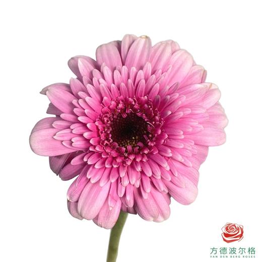 外购非洲菊-品茗  10枝1扎 商品图0