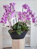 [ 翩跹蝴蝶 ] 蝴蝶兰盆栽 商品缩略图1