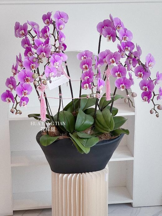 [ 翩跹蝴蝶 ] 蝴蝶兰盆栽 商品图1