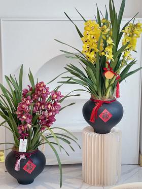 [ 金红福满 ] 大花惠兰盆栽