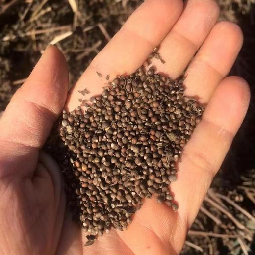 生态紫苏籽 | 合作生产 | *Ecological perilla seeds 商品图5