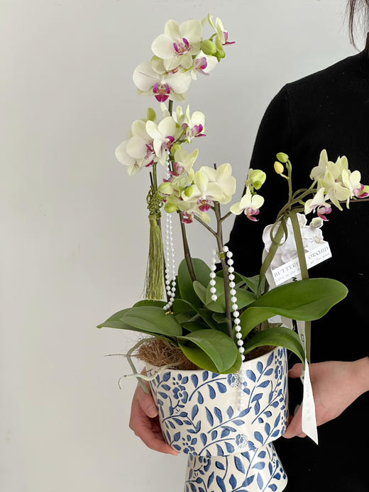 [ 风雅颂 ] 蝴蝶兰盆栽 商品图4