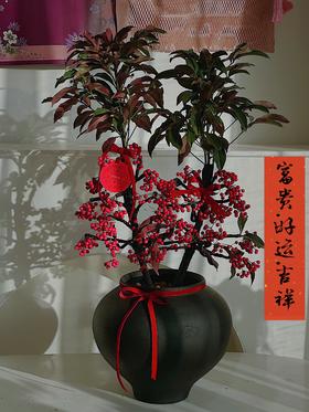 [ 腰缠万贯 ] 富贵籽盆栽