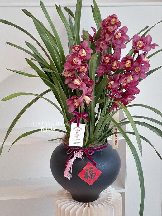 [ 金红福满 ] 大花惠兰盆栽 商品图1