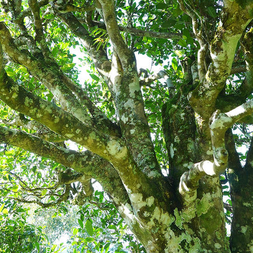 【蕞后库存】【凤凰金沱】2019年易武古六山拼配普洱茶生茶 100g*15沱/筐 拍5发6  拍20发25 祝茶友吉祥如意 好运连连 商品图1