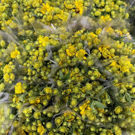 油画小菊  若干支/扎 颜色深浅略有差异 以实物为准 云南基地发货（价格已包含包装费用） 运费以实际为准，多退少补。