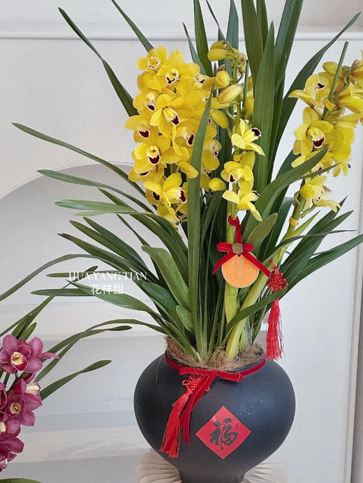 [ 金红福满 ] 大花惠兰盆栽 商品图2