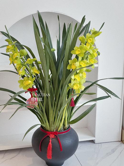 [ 金红福满 ] 大花惠兰盆栽 商品图8