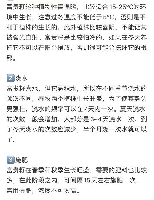 [ 腰缠万贯 ] 富贵籽盆栽 商品图2