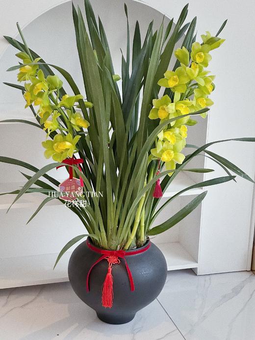 [ 金红福满 ] 大花惠兰盆栽 商品图6