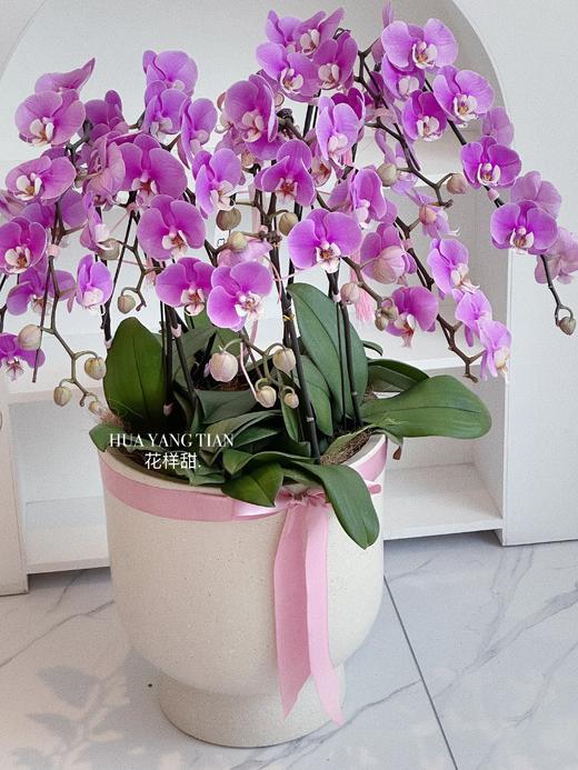 [ 鸢尾花涧 ] 蝴蝶兰盆栽 商品图5