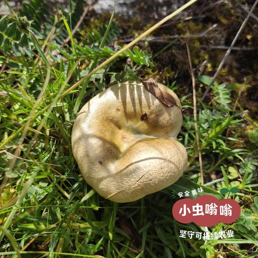 高原野生珍菌包 110g | 合作农友生产，产自四川甘孜雪山高原，生产者：李建程 &【公平贸易农人定价】 商品图9