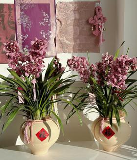 [ 熠熠生辉 ] 大花惠兰盆栽