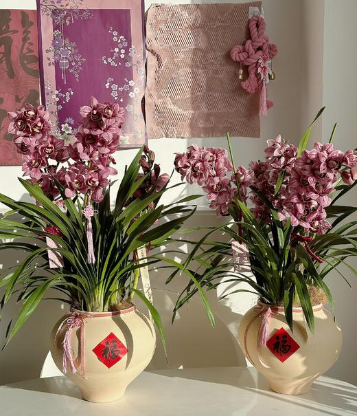 [ 熠熠生辉 ] 大花惠兰盆栽 商品图0