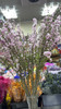 【希望 纯洁】珍珠李 粉色  约10枝/扎 商品缩略图12