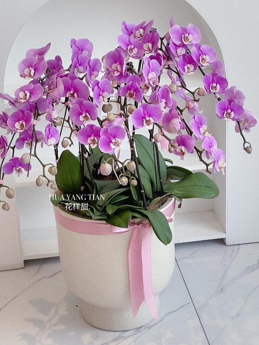 [ 鸢尾花涧 ] 蝴蝶兰盆栽 商品图3