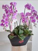 [ 翩跹蝴蝶 ] 蝴蝶兰盆栽 商品缩略图2