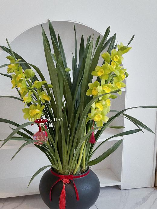 [ 金红福满 ] 大花惠兰盆栽 商品图7