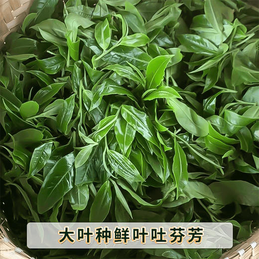 2024春茶-吉顺号古200系列春茶大雪山普洱茶生茶饼2499克/提 买1提送1饼 商品图2