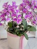 [ 鸢尾花涧 ] 蝴蝶兰盆栽 商品缩略图1