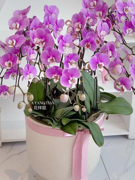 [ 鸢尾花涧 ] 蝴蝶兰盆栽 商品图1