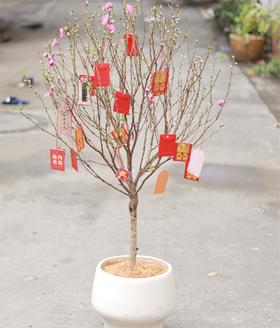 年宵花桃树盆栽