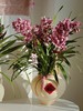[ 熠熠生辉 ] 大花惠兰盆栽 商品缩略图1